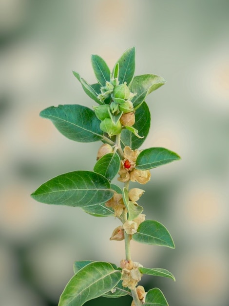 Sfondio dell'albero verde Immagini di Ashwagandha Alberi di ashwagandha Sfondio del cielo Immagini della foglia foglia verde