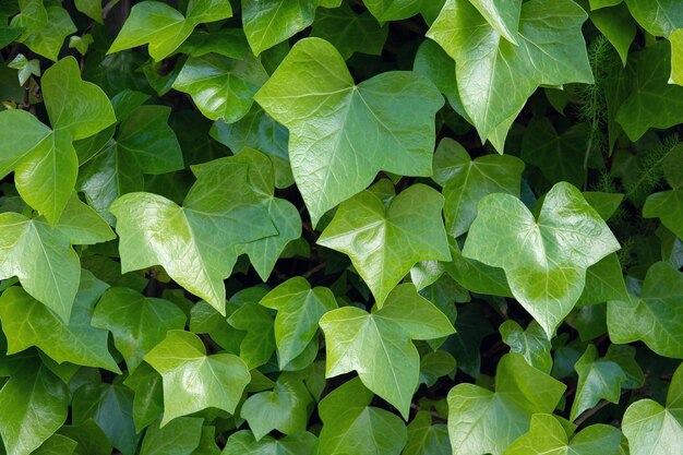 Sfondio di edera verde brillante Hedera elica