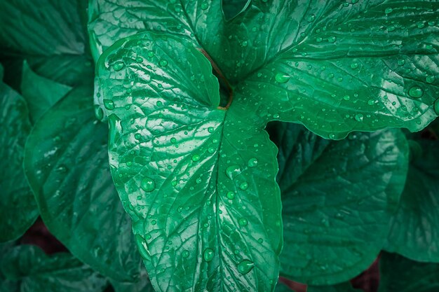 Sfondio di foglie con gocce d'acqua nella stagione delle piogge