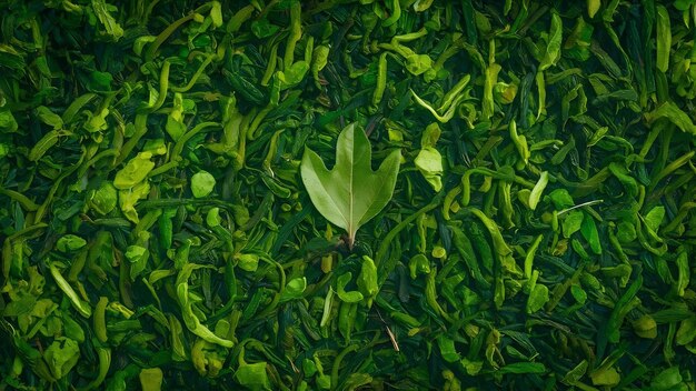 Sfondio di foglie di tè verde nelle piantagioni di tè