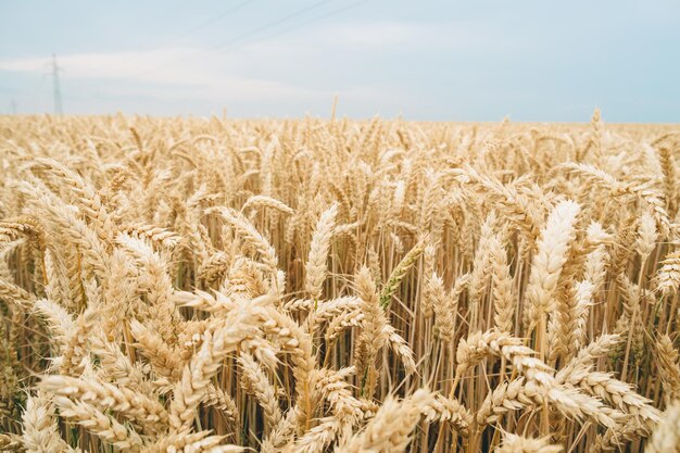 Sfondio di grano dorato