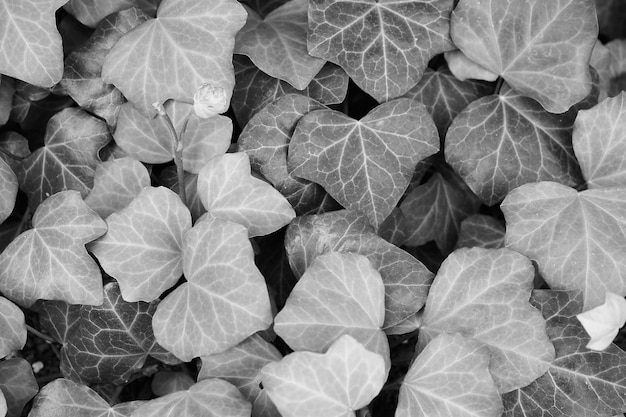 Sfondio di pianta di edera in bianco e nero