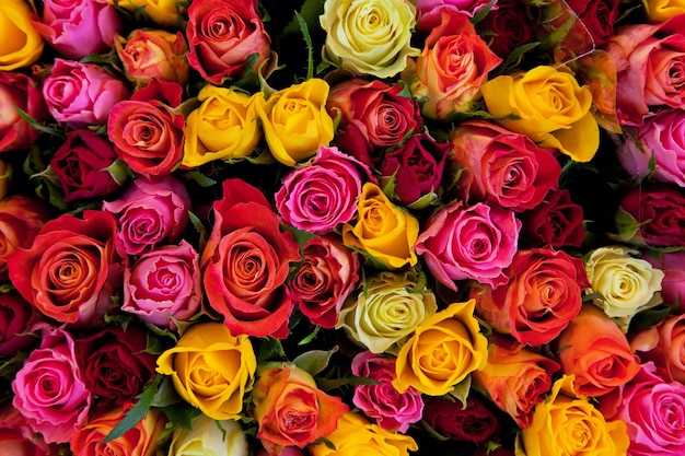 Sfondio di rose colorate