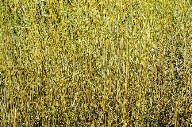 Sfondio erba secca Panicles secche di Miscanthus sinensis oscillano nel vento all'inizio della primavera