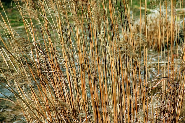 Sfondio erba secca Panicles secche di Miscanthus sinensis oscillano nel vento all'inizio della primavera