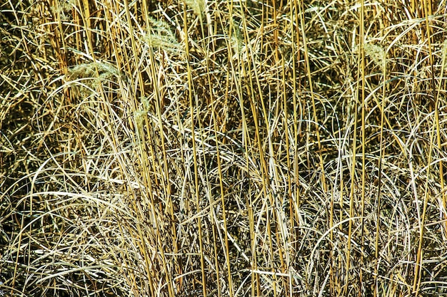 Sfondio erba secca Panicles secche di Miscanthus sinensis oscillano nel vento all'inizio della primavera