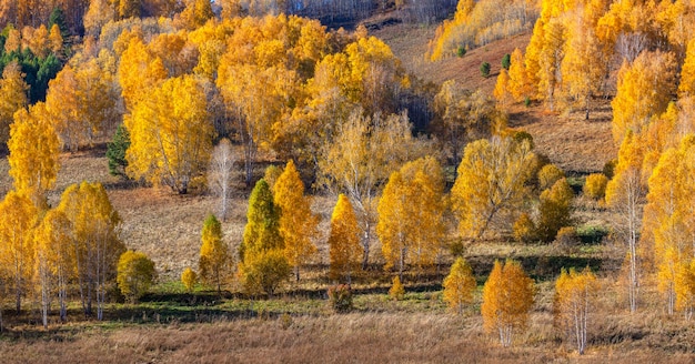 Sfondio naturale autunnale collina boscosa