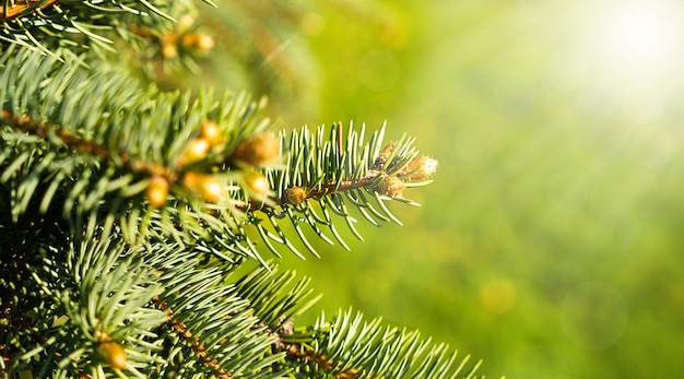 Sfondio naturale con raggi di sole luminosi e giovani gemme su un ramo di abete verde Closeup Banner