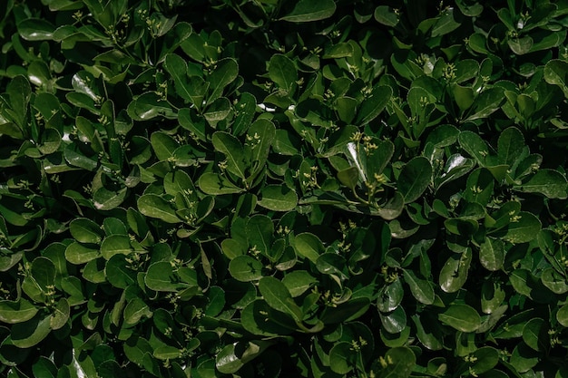 Sfondio naturale di foglie verdi nel parco