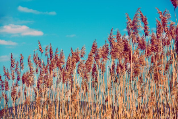 Sfondio naturale Sedge sul lago Paesaggio rurale in primavera