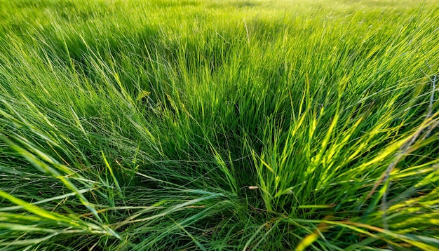 Sfondio panoramico di prato verde scuro realistico