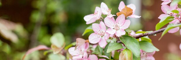 Sfondio primaverile con fiori bianchi di ciliegio prune alla luce del sole fiori di ciliegia prune rosa fiori di colza con foglie viola immagine romantica onirica della primavera