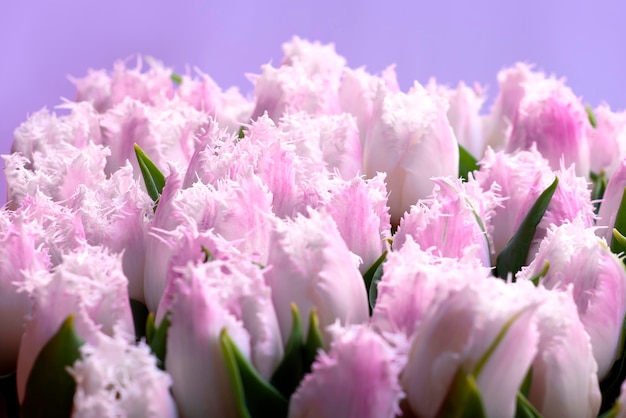 Sfondio primaverile da tulipani delicati su una vetrina per il giorno delle madri per le donne Fiori come regalo