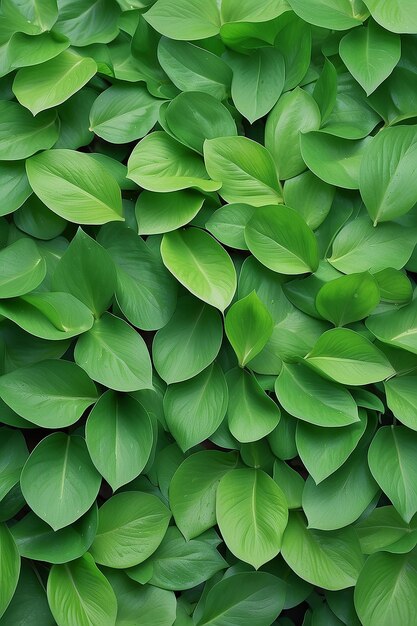 Sfondio verde estivo bellissimi grandi petali di piante verdi