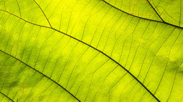 sfondo a consistenza di foglia verde naturale