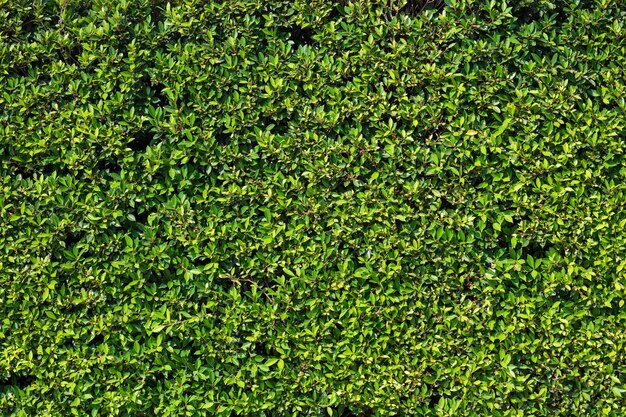 sfondo a consistenza di foglia verde