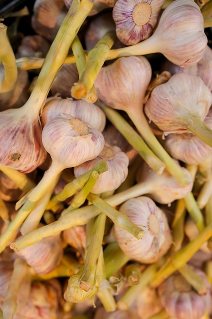 Sfondo aglio Gruppo di aglio fresco con colore rosa nel mercato Teste di aglio bianco