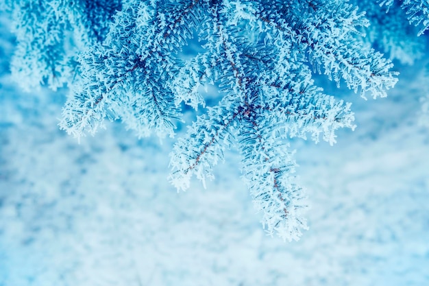 Sfondo alberi di Natale innevati