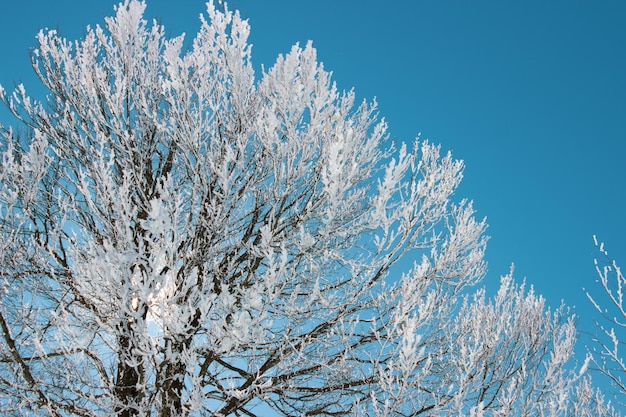 Sfondo albero con texture di neve nel cielo sereno Albero innevato con rami di albero congelati