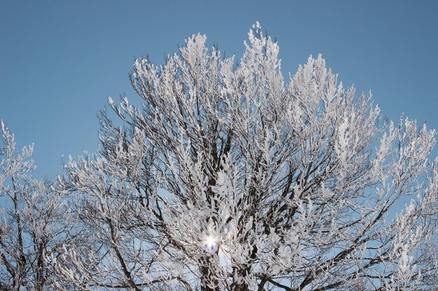 Sfondo albero con texture di neve nel cielo sereno Albero innevato con rami di albero congelati