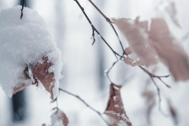 Sfondo albero d'inverno