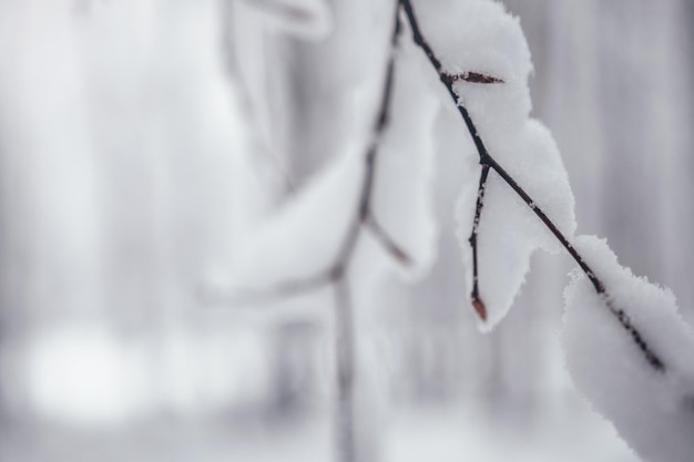 Sfondo albero d'inverno