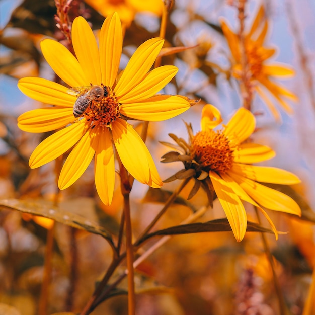 Sfondo amante delle piante della natura ecologica Carta da parati estetica del fiore giallo Ora legale