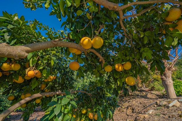 sfondo arancione per la salute