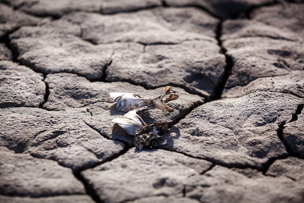 Sfondo arido. Siccità, terra arida, crepa, sole, pace, tristezza, acqua prosciugata, crepa...