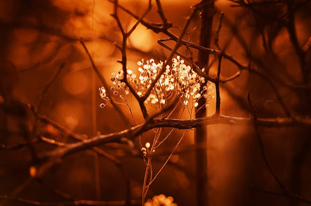 Sfondo astratto autunnale con pianta arancione al tramonto, immagine retrò vintage