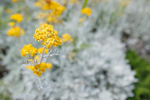 Sfondo astratto con fiori gialli