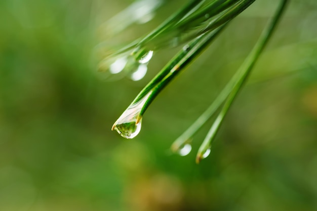 Sfondo astratto da rami di pino sempreverde di conifere con gocce d'acqua di rugiada concetto naturale all'aperto