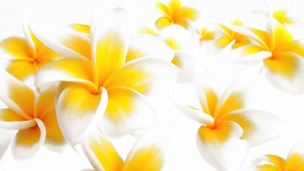 Sfondo astratto di boccioli di fiori gialli e bianchi su sfondo bianco