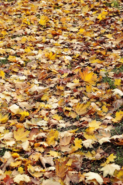 Sfondo astratto di foglie d'autunno