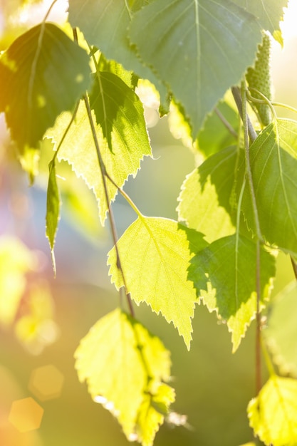 Sfondo astratto foglie di betulla sotto i raggi del sole