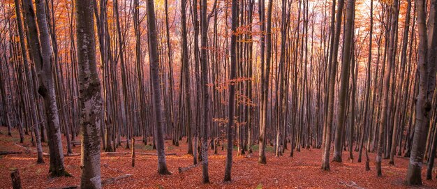 Sfondo astratto naturale. Bosco di faggi autunnali su un pendio di montagna.