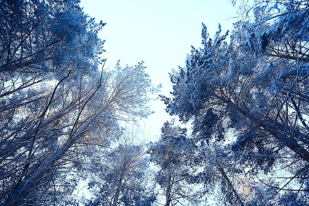 sfondo astratto paesaggio foresta invernale / rami di alberi coperti di brina, tempo nevoso sfondo natalizio