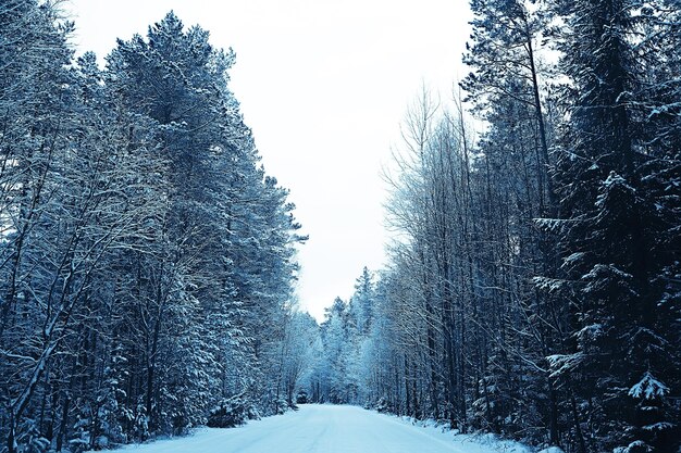 sfondo astratto paesaggio foresta invernale / rami di alberi coperti di brina, tempo nevoso sfondo natalizio