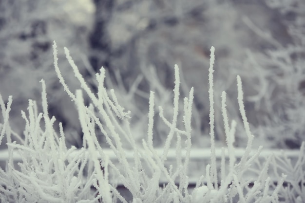 sfondo astratto paesaggio foresta invernale / rami di albero coperti di gelo, tempo nevoso natale sfondo