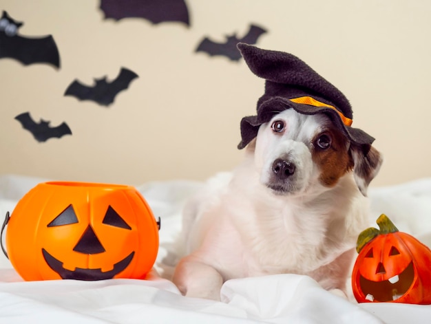 Sfondo astratto per la vacanza di Halloween Cane divertente in un cappello per Halloween