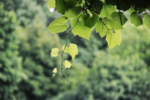 Sfondo astratto - pianta di vite verde