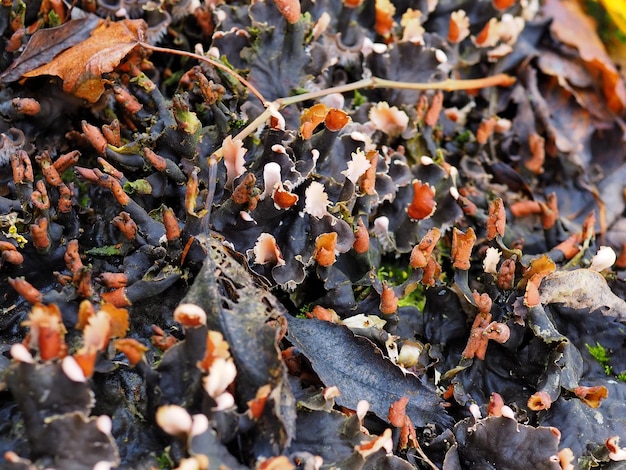 Sfondo astratto Primo piano del lichene della foresta Regione di Leningrado Russia