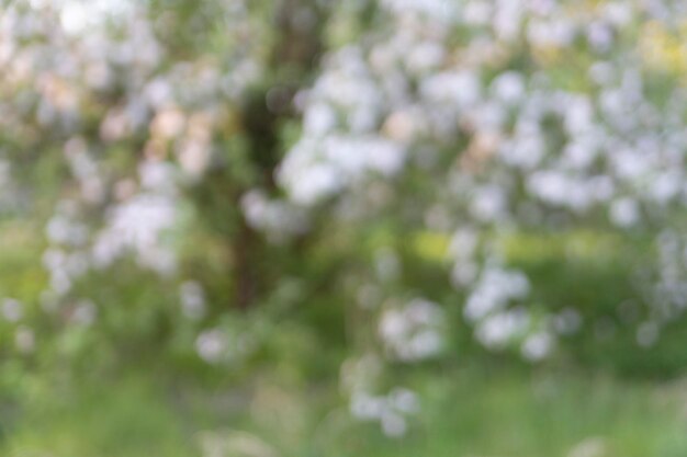 Sfondo astratto sfocato da un melo in fiore contro un prato verde. Concetto di primavera.