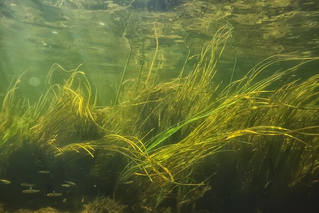 sfondo astratto subacqueo nel lago, acqua dolce pulita