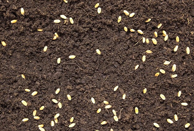 Sfondo astratto Superficie di terreno fertile nero per l'agricoltura con chicchi di grano seminati