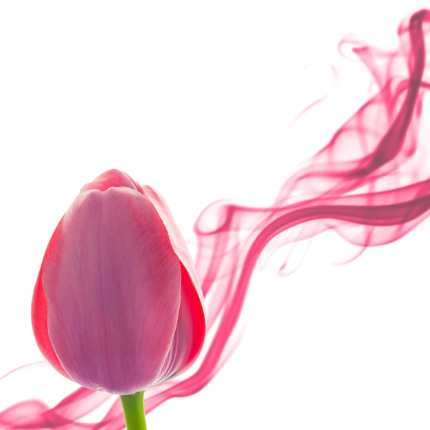 Sfondo astratto tulipano con elemento di design su bianco