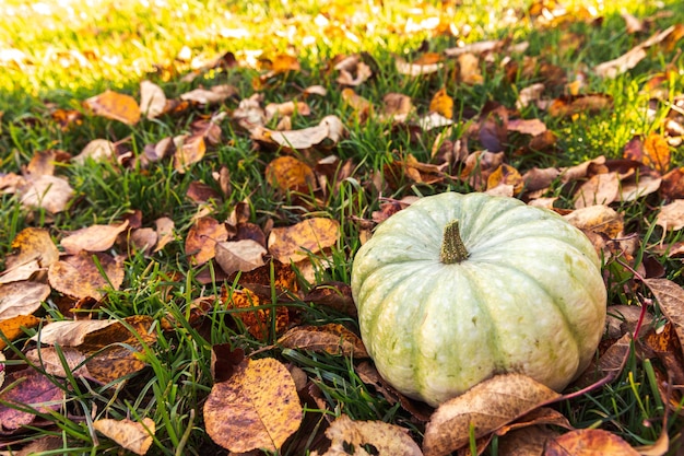 Sfondo autunnale Autunno autunno zucca su foglie essiccate autunnali giardino sfondo all'aperto ottobre settembre carta da parati Cambio di stagioni cibo biologico maturo concetto Festa di Halloween Giorno del Ringraziamento