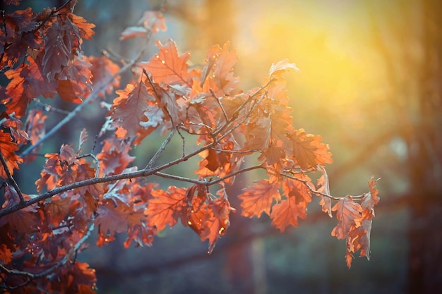 Sfondo autunnale Belle foglie colorate in natura con il sole Concetto stagionale all'aperto nel parco autunnale