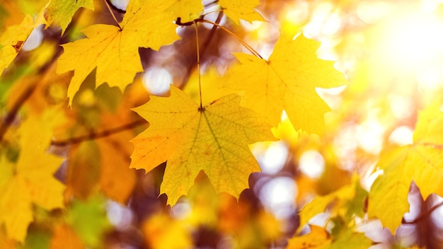 Sfondo autunnale colorato con foglie di acero gialle in pieno sole