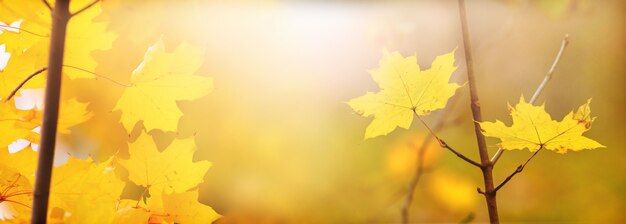 Sfondo autunnale colorato con foglie di acero gialle su sfondo sfocato alla luce del sole, spazio di copia